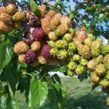 persian mulberry
